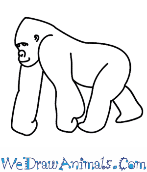 300x350 How To Draw A Gorilla - Gorilla Cartoon Drawing