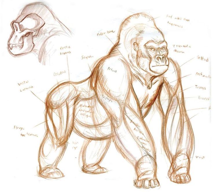 736x662 Gorila Character Design Reference How To Draw Gorilla Anatomy - Gorilla Drawing