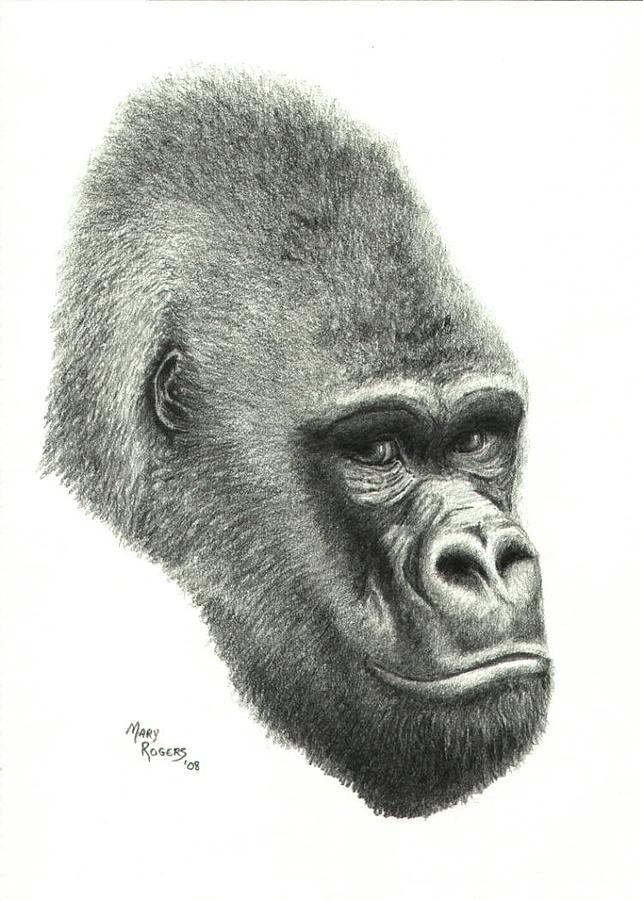 643x900 Gorilla Drawing - Gorilla Drawing
