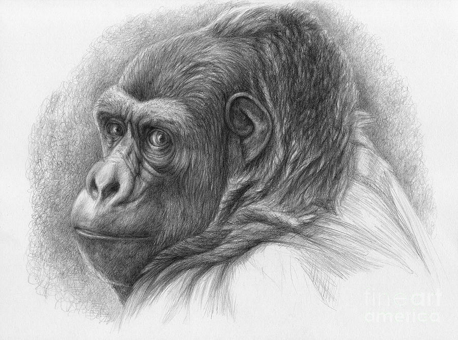 900x669 Gorilla Drawing - Gorilla Drawing