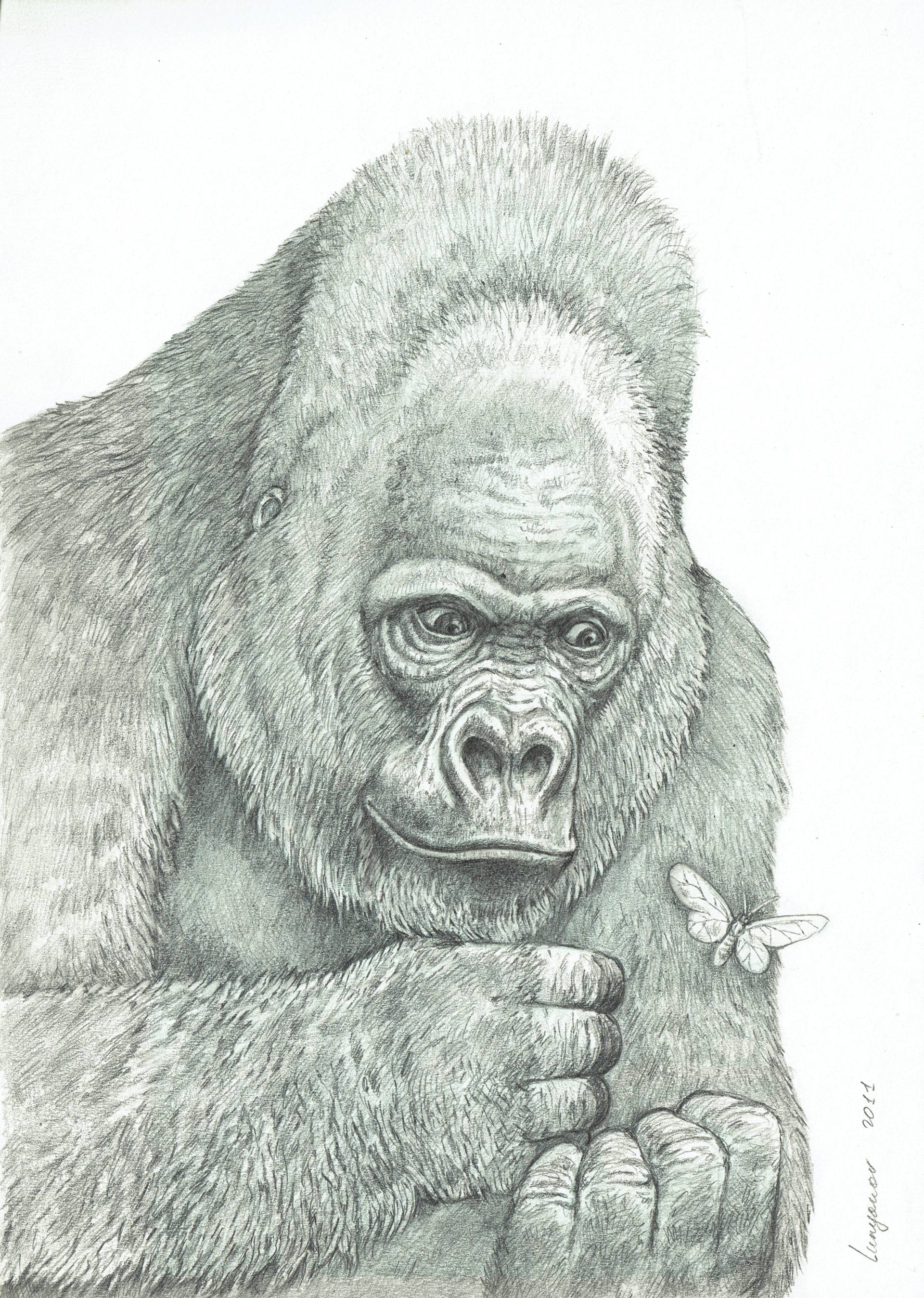 1920x2695 Gorilla Meets The Butterfly Handmade Drawing Drawing - Gorilla Drawing