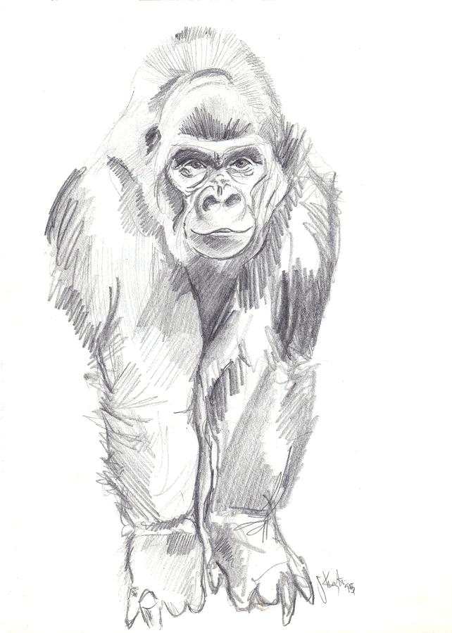 mountain gorilla drawing