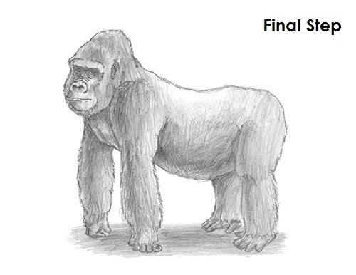 500x386 How To Draw A Gorilla - Gorilla Drawing