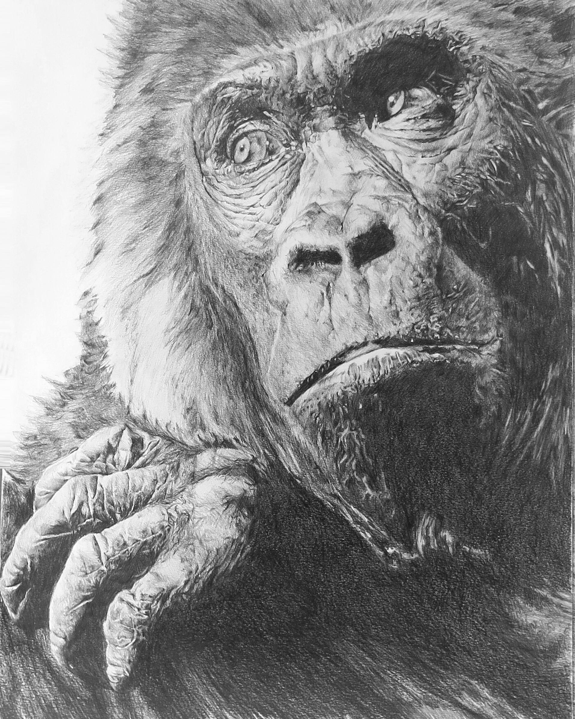 1920x2401 Gorilla Drawing - Gorilla Drawing