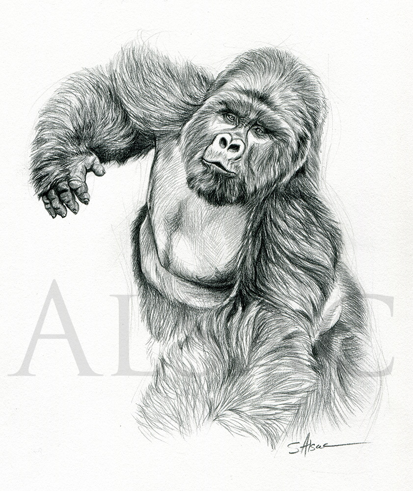 841x1000 Silverback Gorilla - Gorilla Drawing