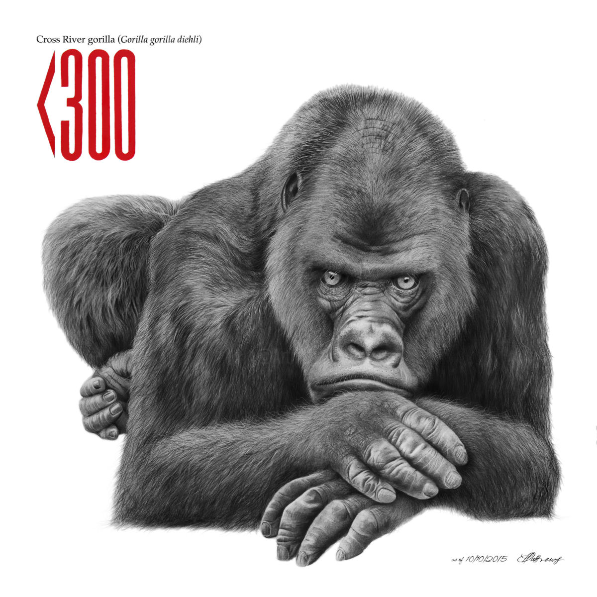 1200x1200 Cross River Gorilla Drawing - Gorilla Drawing