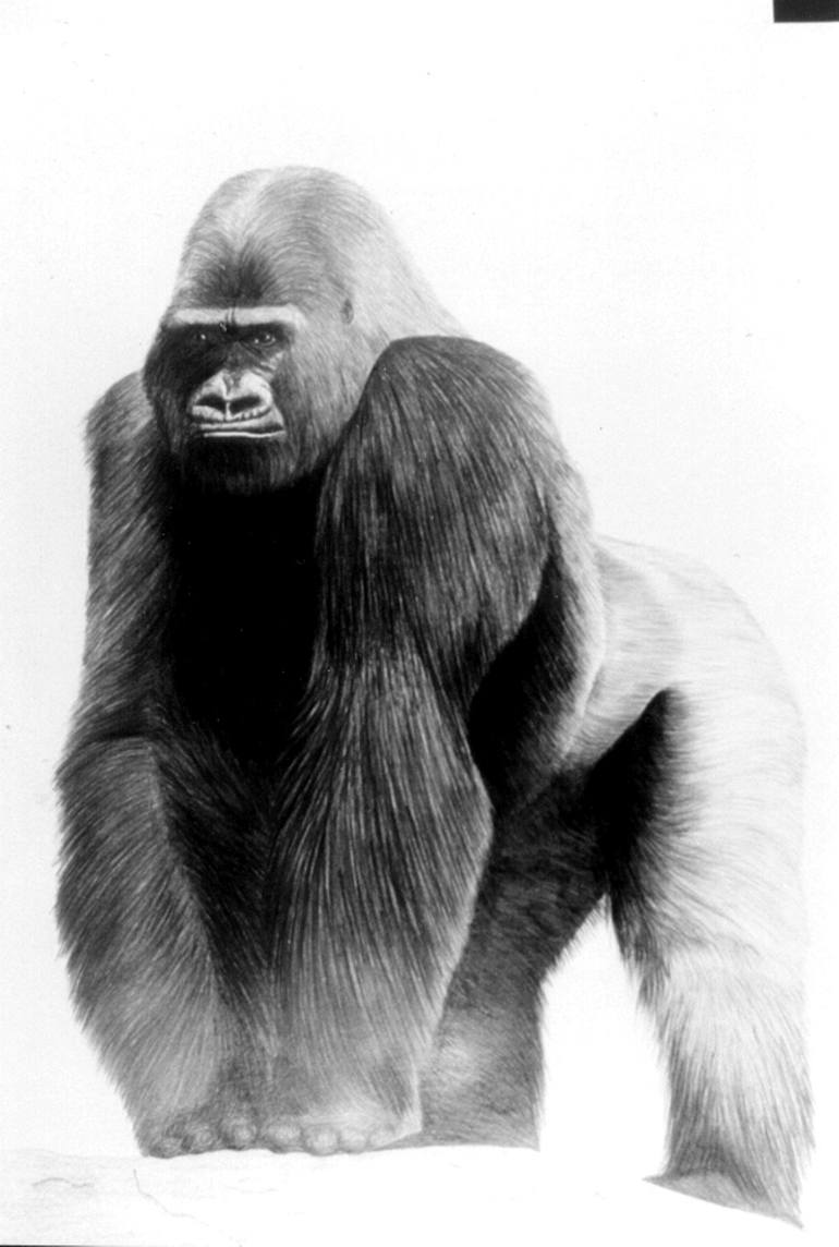 Gorilla Drawing at Explore collection of Gorilla