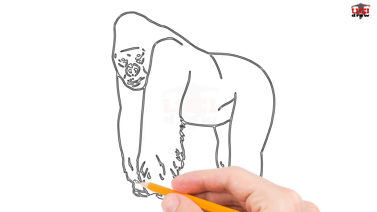 1280x720 How To Draw A Gorilla Step - Gorilla Drawing For Kids