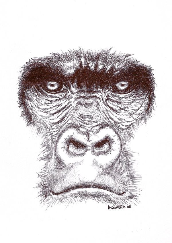 600x849 Gorilla's Face - Gorilla Face Drawing