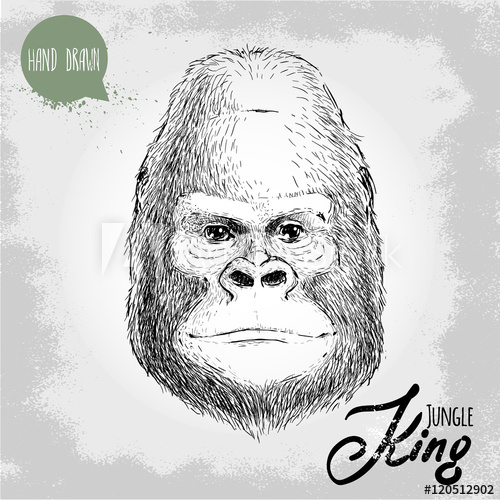 500x500 Hand Drawn Sketch Style Illustration Of Monkey Face Jungle King - Gorilla Face Drawing
