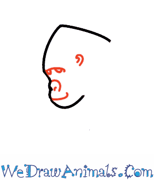 300x350 How To Draw A Gorilla - Gorilla Face Drawing