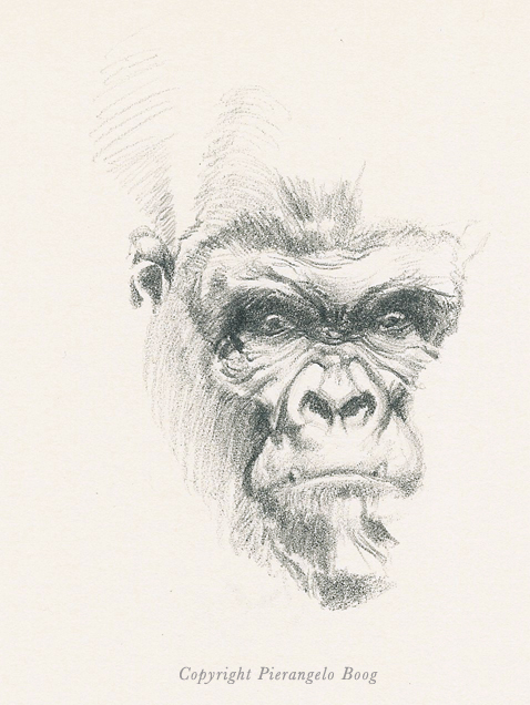 478x636 The Art Of Pierangelo Boog Gorilla Face - Gorilla Face Drawing