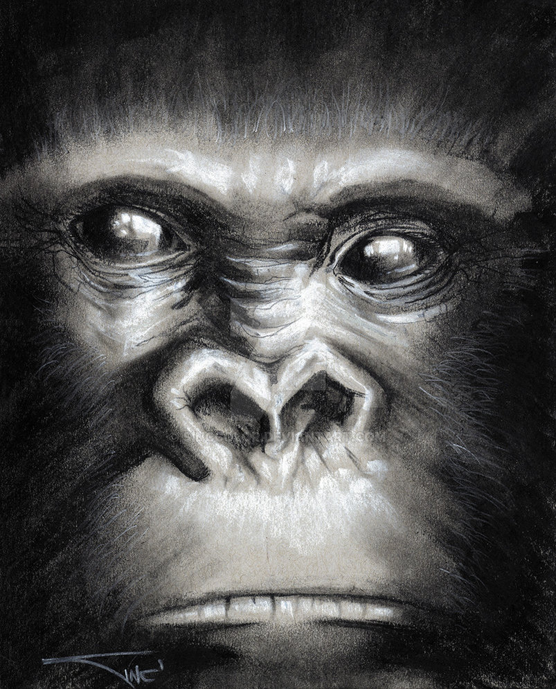 803x995 Yet Another Gorilla Face - Gorilla Face Drawing