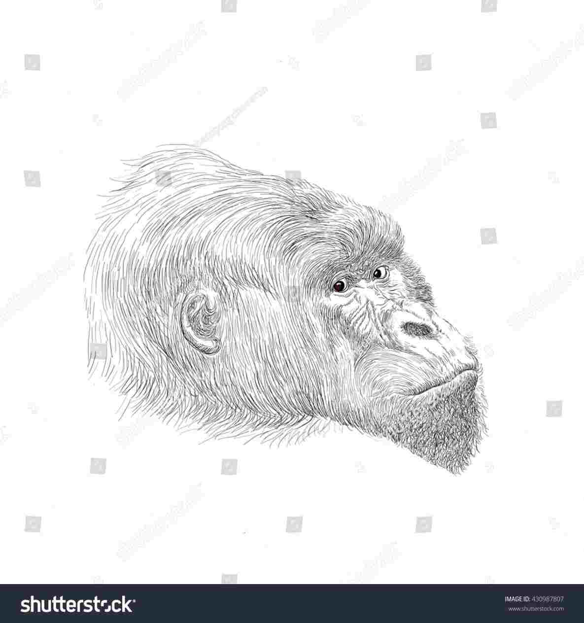 1185x1264 Drawingrhanimalialifeclub Drawing Stock Vector Royalty Free - Gorilla Face Drawing