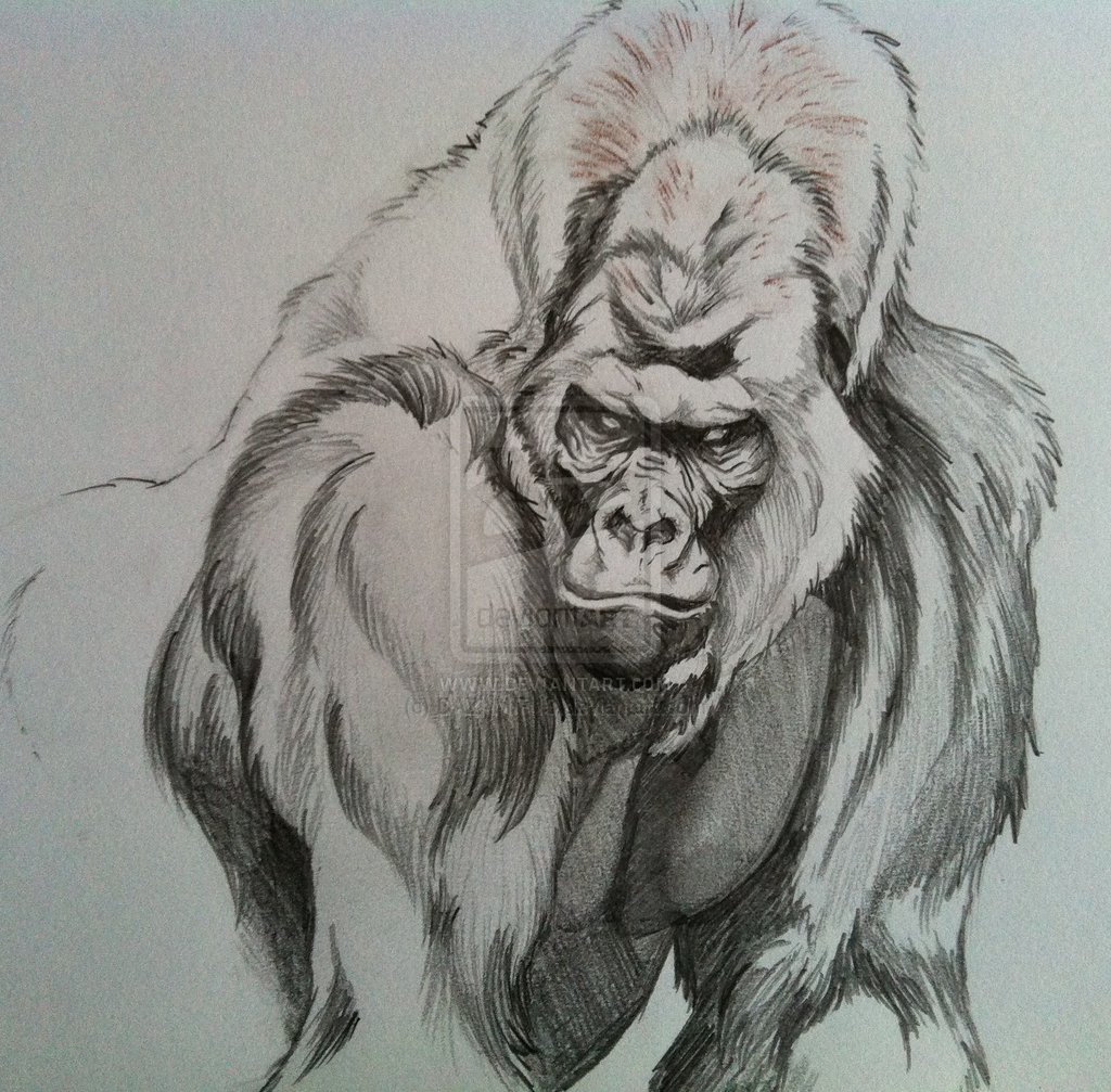 Gorilla Face Drawing at PaintingValley.com | Explore collection of