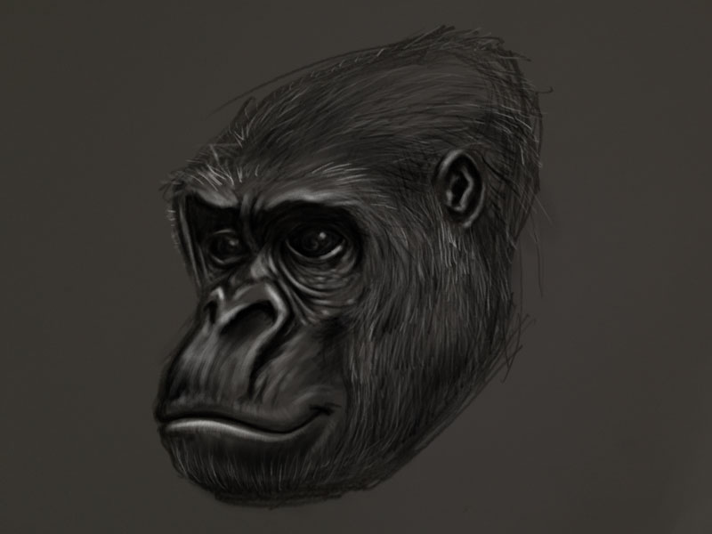 800x600 Gorilla Head Drawing - Gorilla Head Drawing