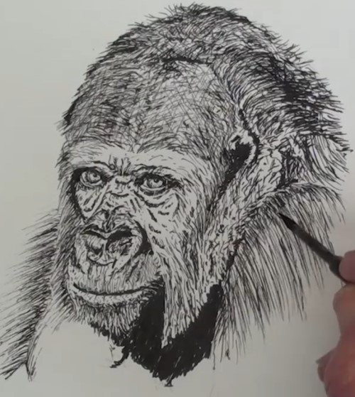 500x559 How To Draw A Gorilla Portrait In Pen And Ink Online Art Lessons - Gorilla Head Drawing