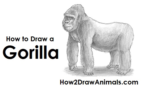 500x315 How To Draw A Gorilla - Gorilla Head Drawing