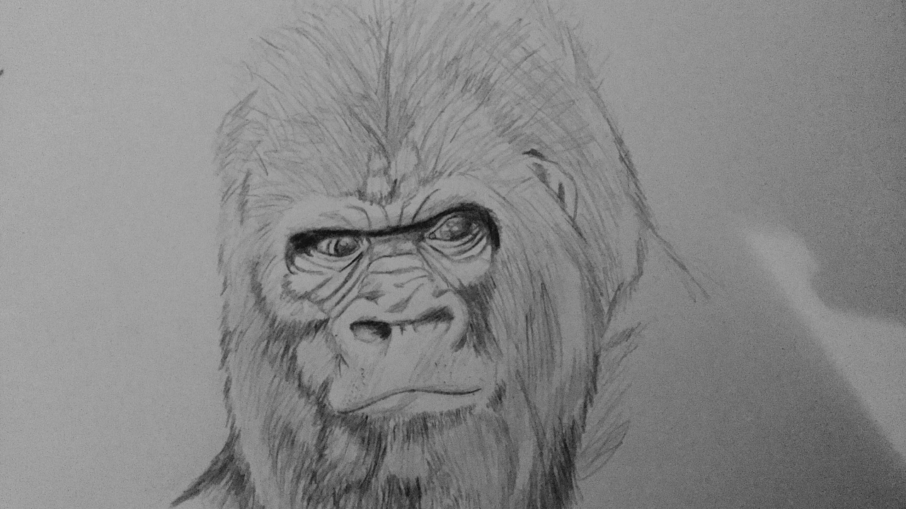 1280x720 How To Draw A Gorilla - Gorilla Head Drawing