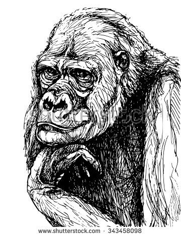 360x470 Monkey Ink Drawing Vector Portrait Of Gorilla Propping Up Its - Gorilla Head Drawing
