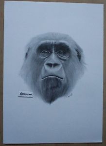 218x300 Original Pencil Drawing Of A Gorilla Head, Monkey Wildlife Artwork - Gorilla Head Drawing