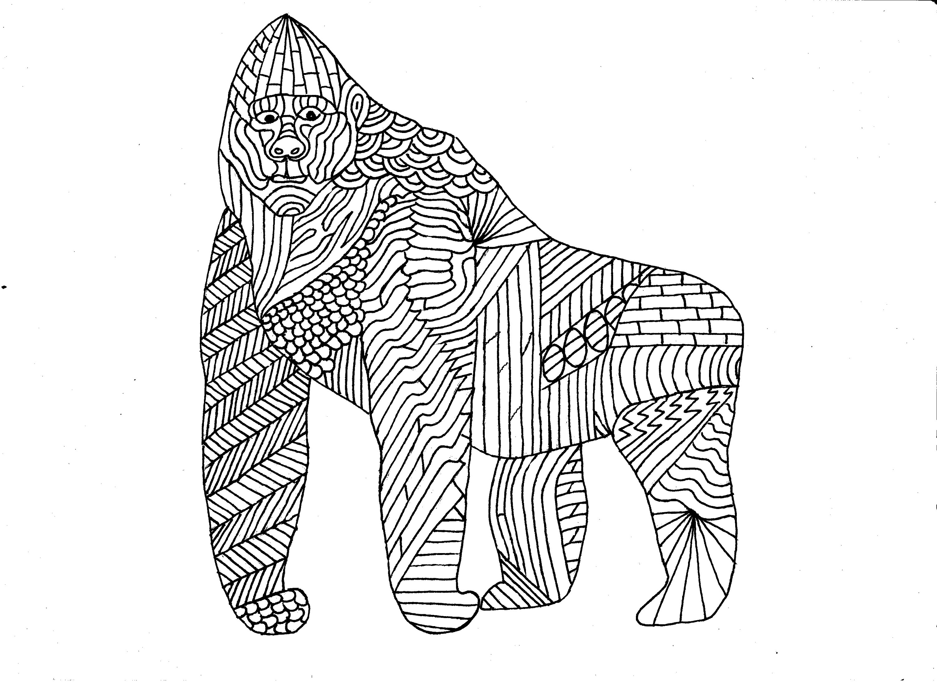 3000x2185 Gorilla Coloring - Gorilla Line Drawing