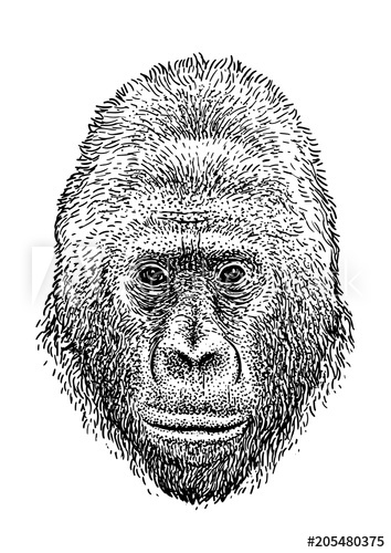 354x500 Gorilla Head Illustration, Drawing, Engraving, Ink, Line Art - Gorilla Line Drawing