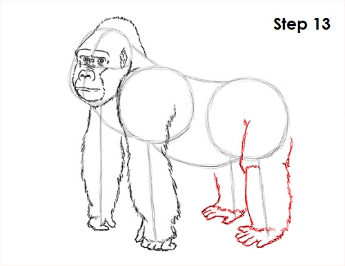 500x386 How To Draw A Gorilla - Gorilla Line Drawing