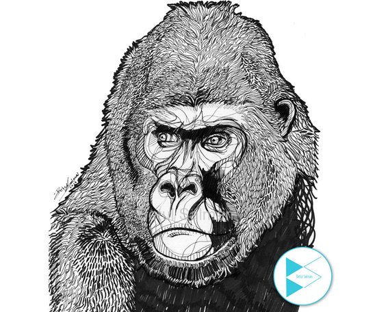 570x456 Items Similar To Abstract Gorilla Line Drawing Black Pen - Gorilla Line Drawing