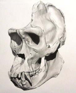 245x300 Gorilla Skull, Left View - Gorilla Skull Drawing