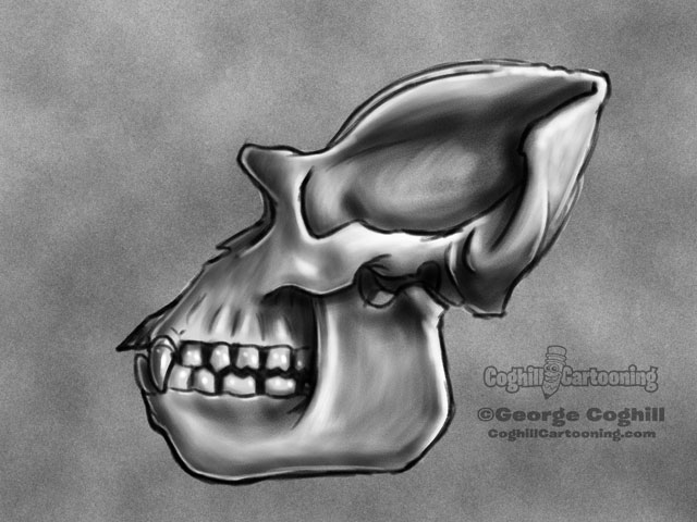 640x480 Gorilla Skull Cartoon Sketch Coghill Cartooning Cartoon - Gorilla Skull Drawing