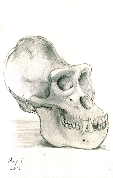 444x700 Gorilla Skull Drawing - Gorilla Skull Drawing