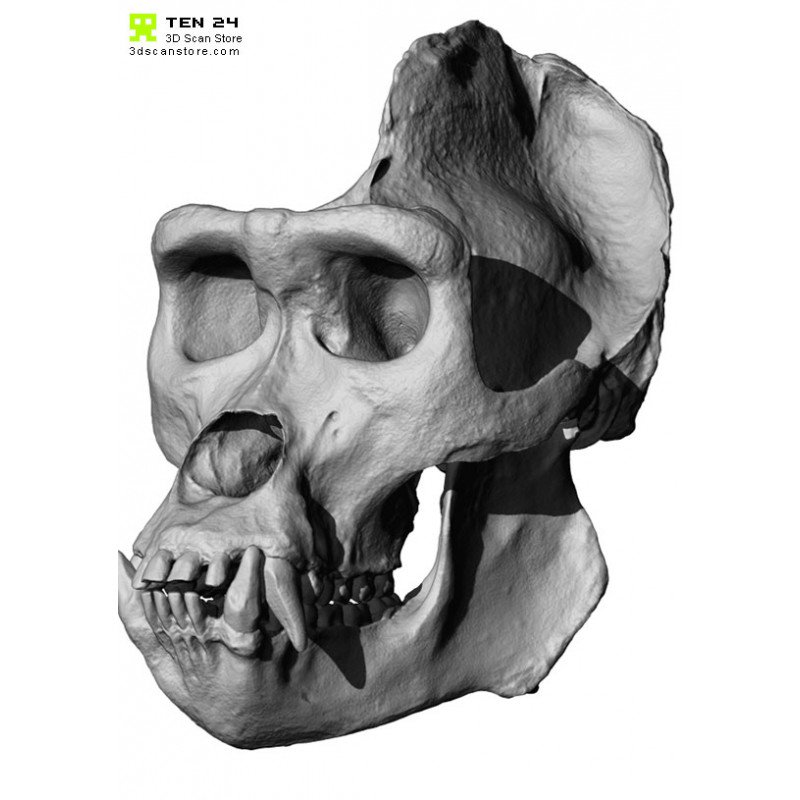 800x800 Gorilla Skull - Gorilla Skull Drawing