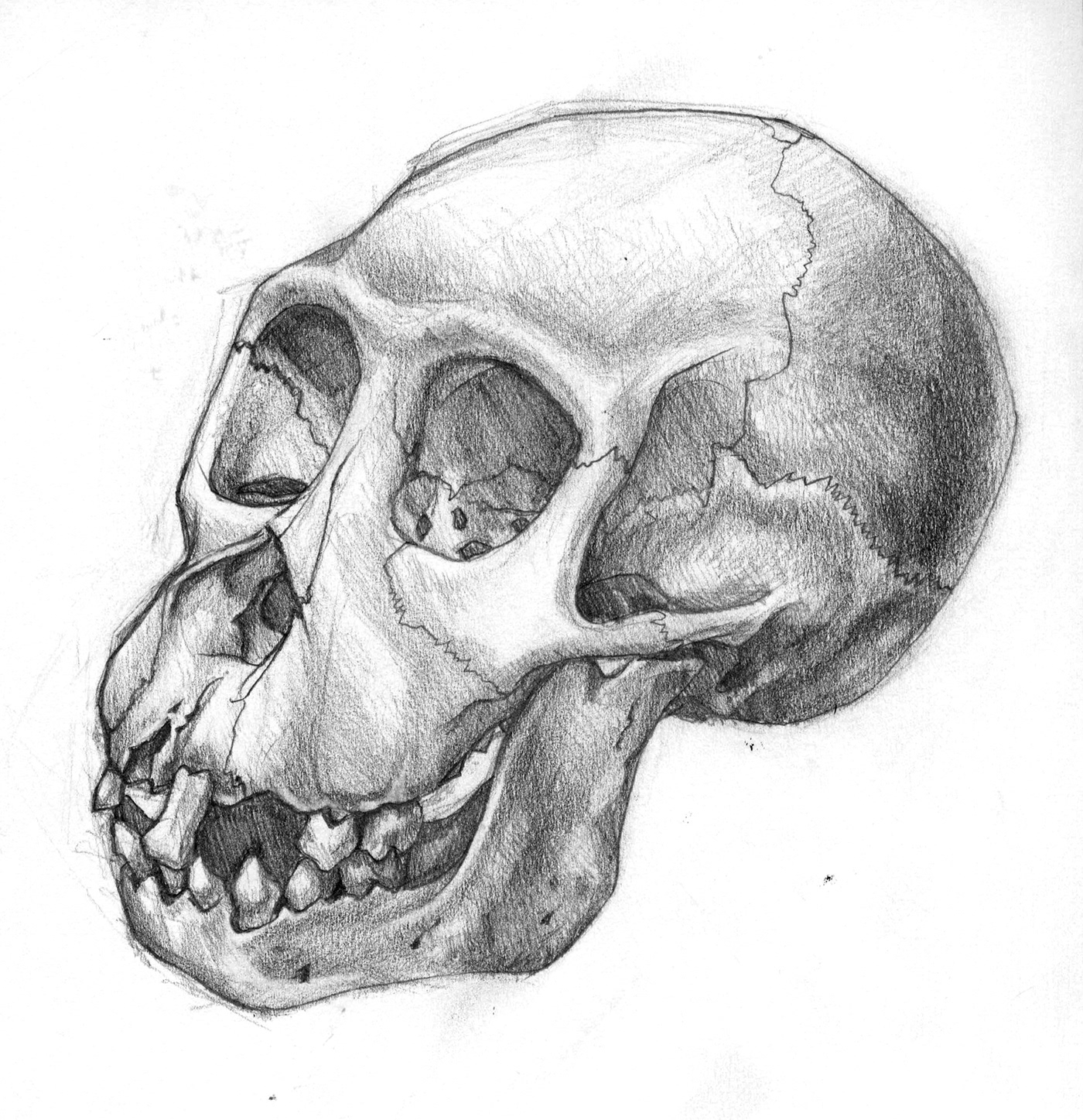 1400x1447 Infant Gorilla Skull Sketch On Behance - Gorilla Skull Drawing