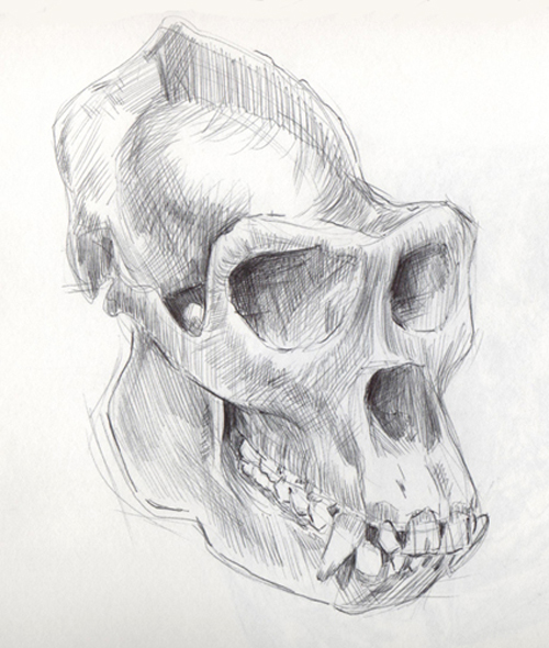 500x590 James Boyle More Animal Skulls! - Gorilla Skull Drawing