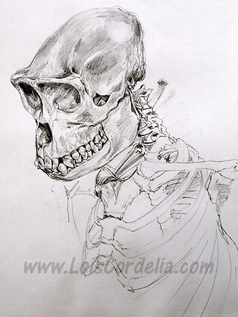 338x450 Cordelia Still Lifes Museum Sketches Gorilla Skull - Gorilla Skull Drawing