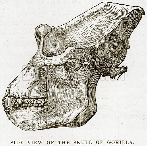 512x508 Side View Of The Skull Of Gorilla - Gorilla Skull Drawing