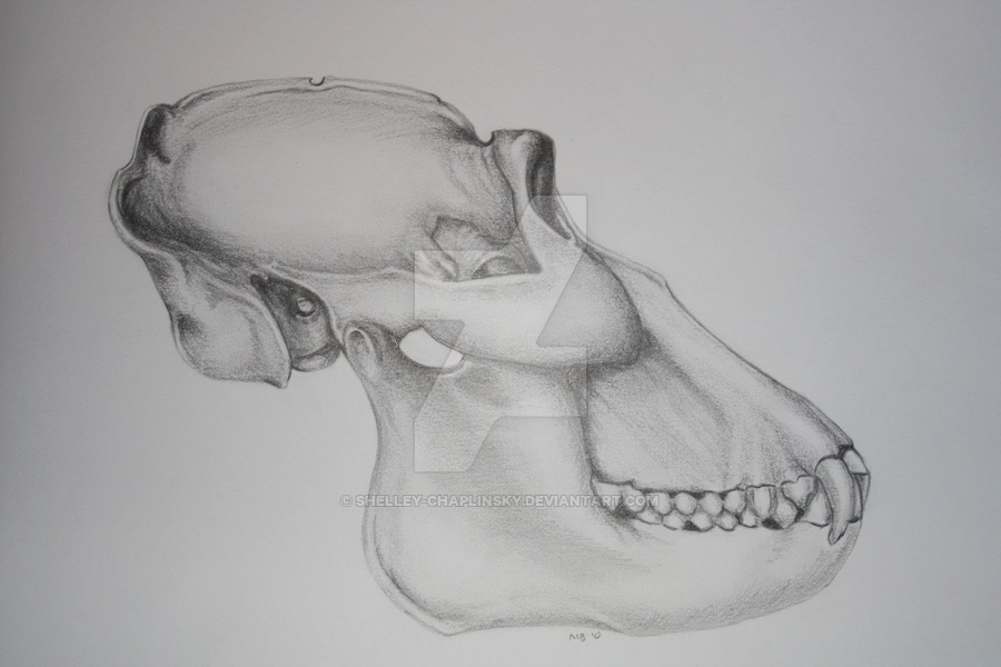 900x600 Silver Back Gorilla Skull - Gorilla Skull Drawing