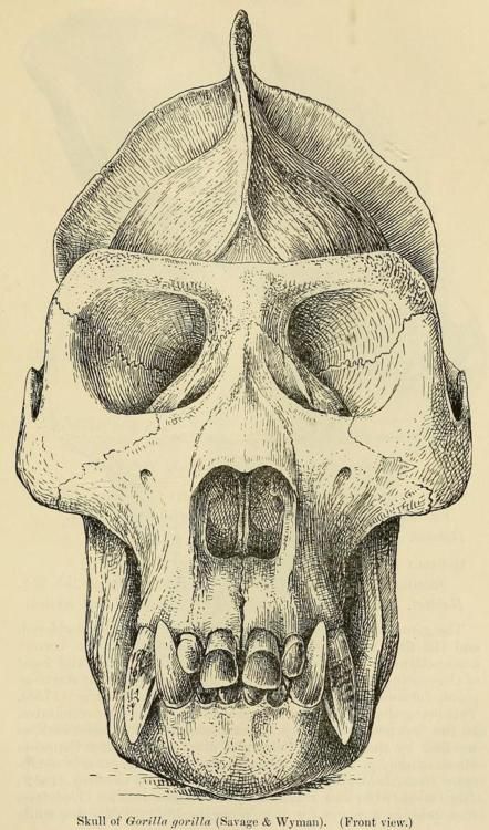 442x750 Skull Of Western Gorilla, Front View, Zoological Society Of London - Gorilla Skull Drawing