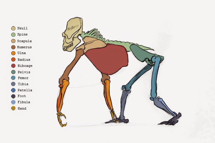 737x492 Sonjebasaland Animal Drawing Gorilla - Gorilla Skull Drawing