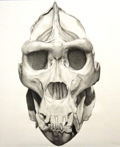 245x300 Western Lowland Gorilla Skull - Gorilla Skull Drawing