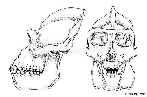 500x328 Gorilla Biology, Anatomy Illustration Engraved Hand Drawn In Old - Gorilla Skull Drawing