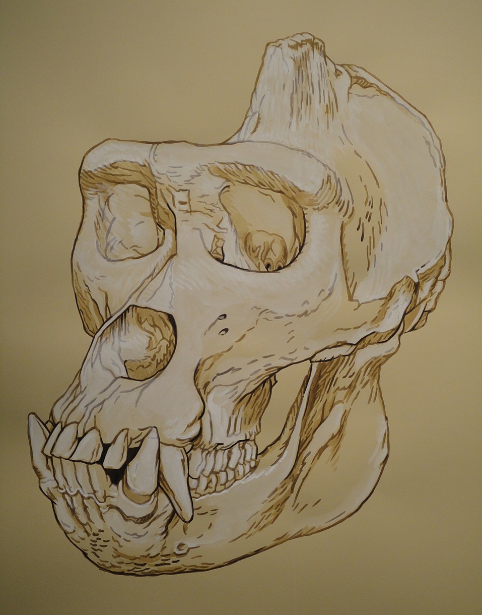 957x1220 Brett Colley - Gorilla Skull Drawing