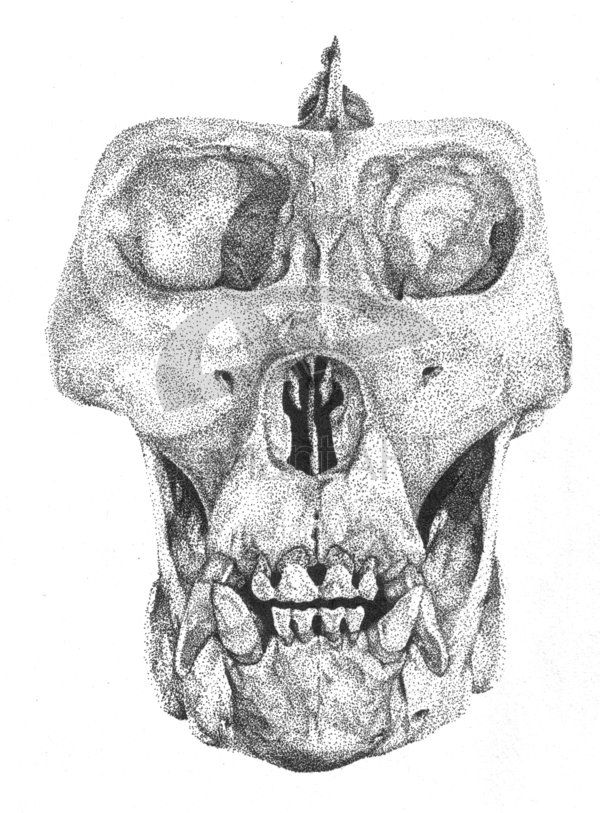 600x813 Gallery For Gt Gorilla Skull Drawing Apes Drawings, Skull - Gorilla Skull Drawing