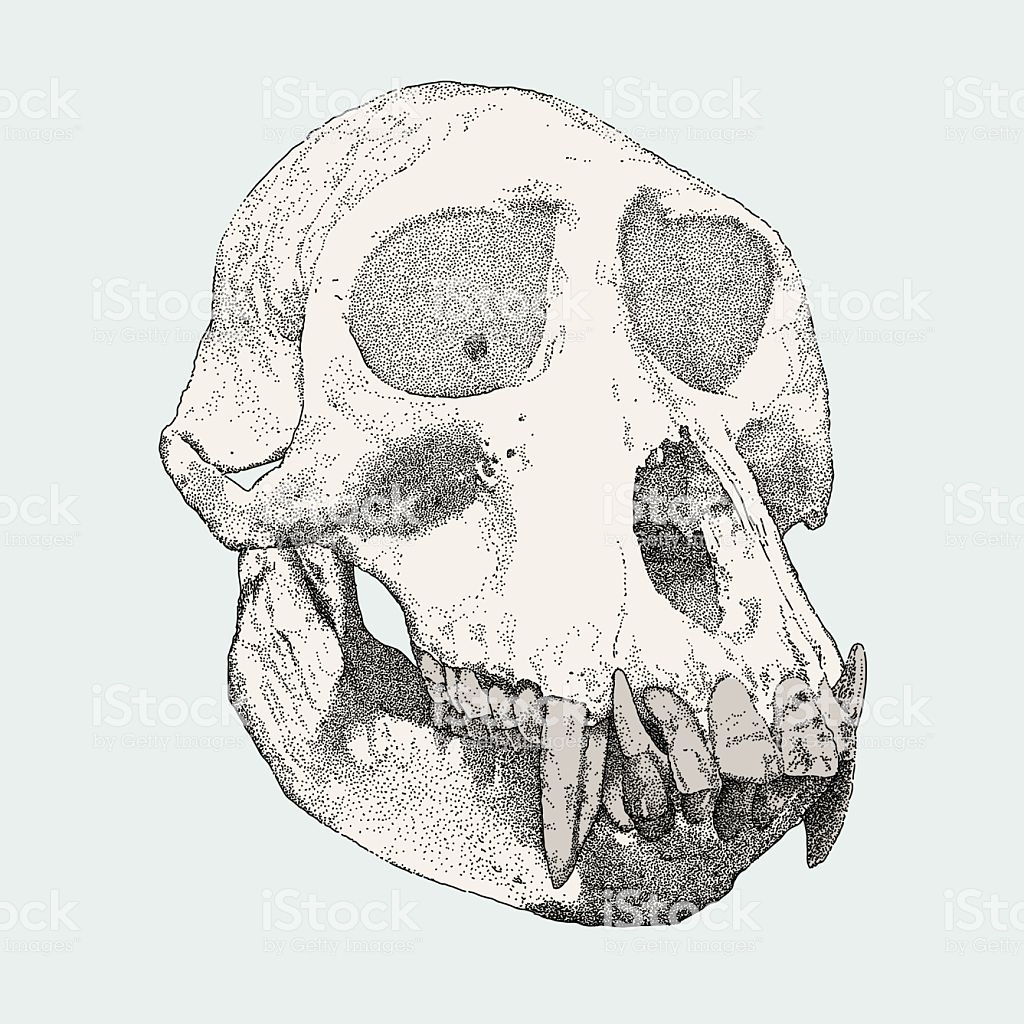 1024x1024 Galleryneed Longhorn Flower Skull Drawings - Gorilla Skull Drawing
