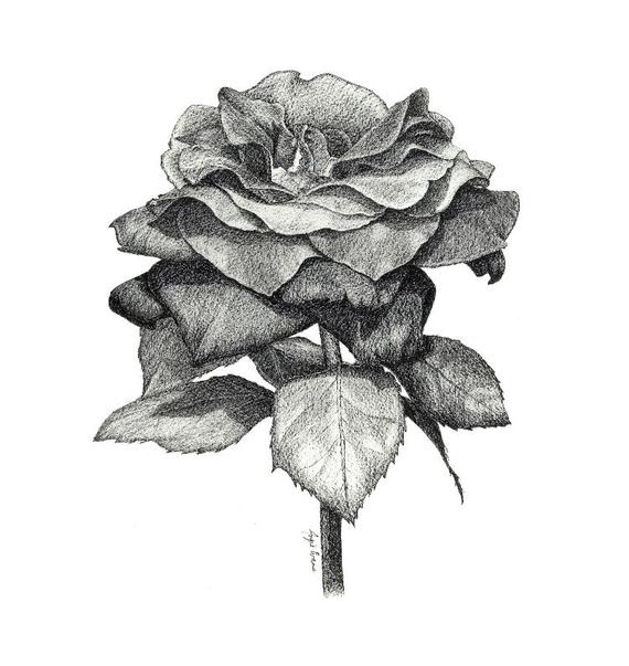 570x603 black rose gothic rose rose flower ink drawing original etsy - Gothic Rose Drawing