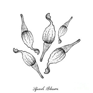 300x300 gourd drawings fine art america - Gourd Drawing