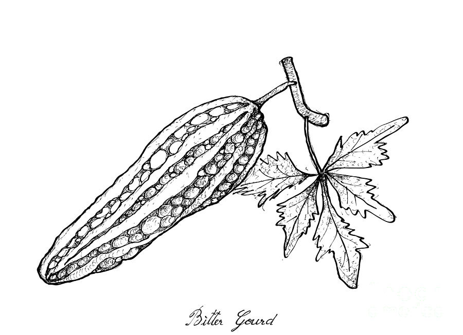 900x652 hand drawn of fresh green bitter gourd drawing - Gourd Drawing