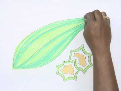480x360 how to draw a ridge gourd - Gourd Drawing