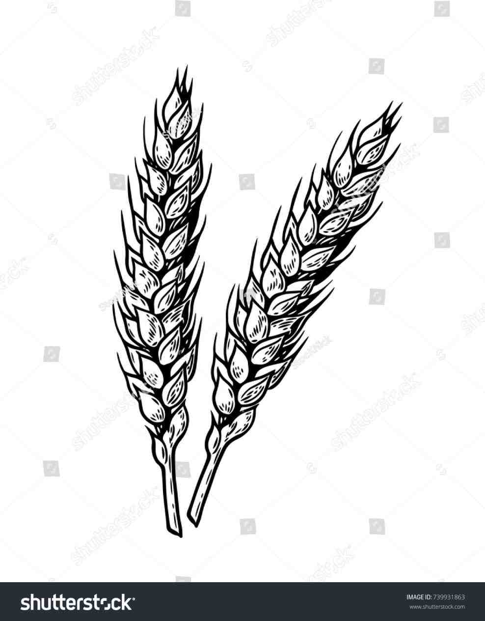 988x1264 grain drawing free download - Grain Drawing